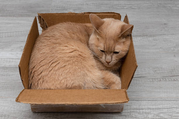 istock beige cat lies in an old cardboard box 1390452940