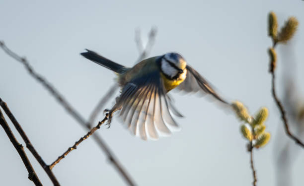 istock Blue tit in a tree at sunrise 1390453794