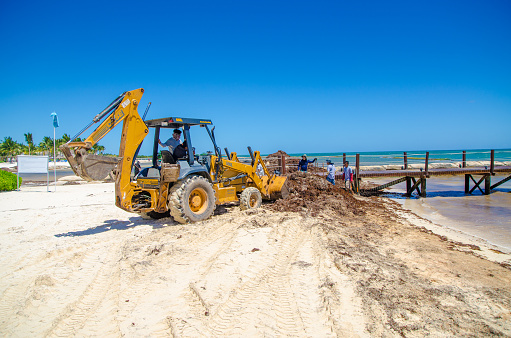 Loader used to remove sargasso seaweed from Playa del Carmen beach during day of march.
Other people are dragging seaweed out of water and making heap on beach using pitchfork