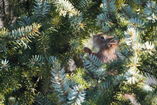 Hidden hungry red european squirrel feeding behind branches of fir. stock photo