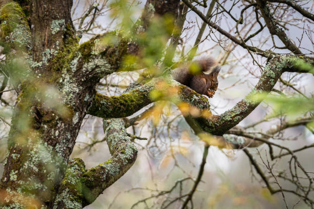 Hungry brown european squirrel sitting and feeding on branch of a tree on grey winter morning. stock photo