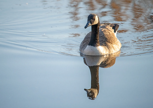 Canada Goose landing on a lake at sunrise in Gosforth Nature Reserve, Gosforth, Newcastle-upon-Tyne, Tyne and Wear, England