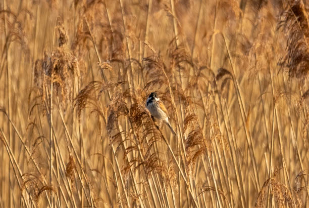 istock Reed bunting in a reed bed 1390457307