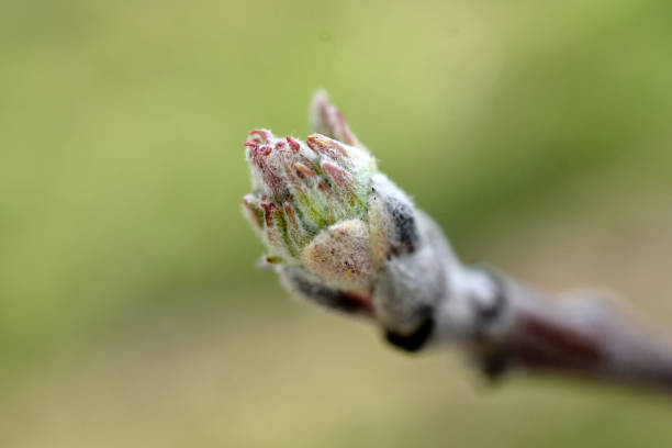 tree branch before flowering. apple bud on a branch