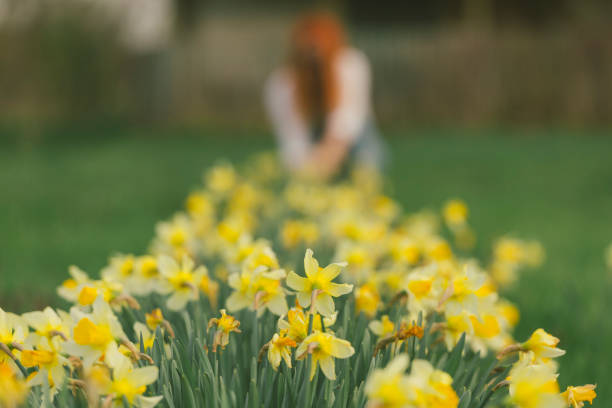 Daffodil trumpets provide one of the largest - and strongest - yellows amongst the spring garden flowers of the UK. Appropriately, since the daffodil is the national flower of Wales, they start to burst their buds and sport their yellow petals around March 1st, St. David's Day.