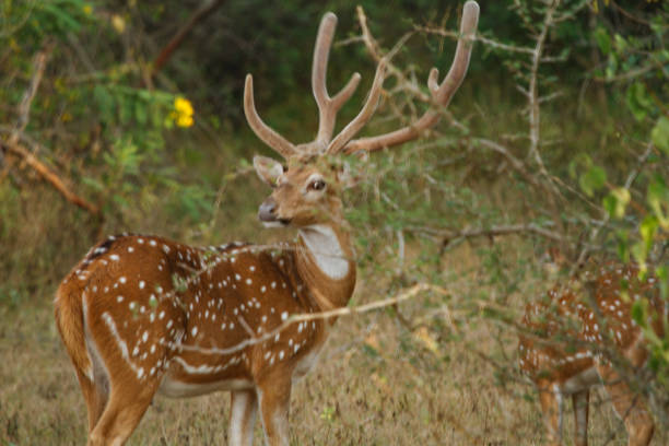 istock Yala National Park - Sri Lanka 1390457794