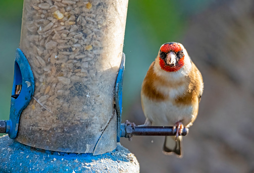 Goldfinch on a bird feeder at sunrise in Gosforth Nature Reserve, Gosforth, Newcastle-upon-Tyne, Tyne and Wear, England