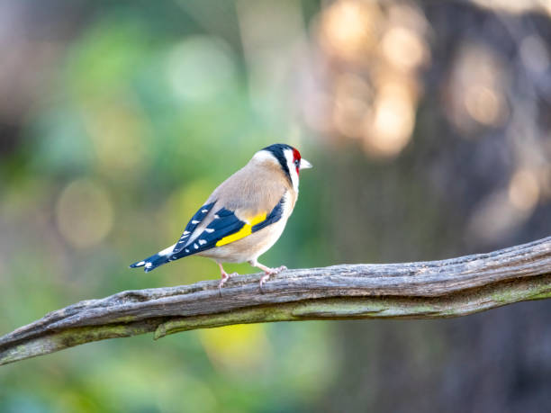 istock Goldfinch on a branch at sunrise 1390459745