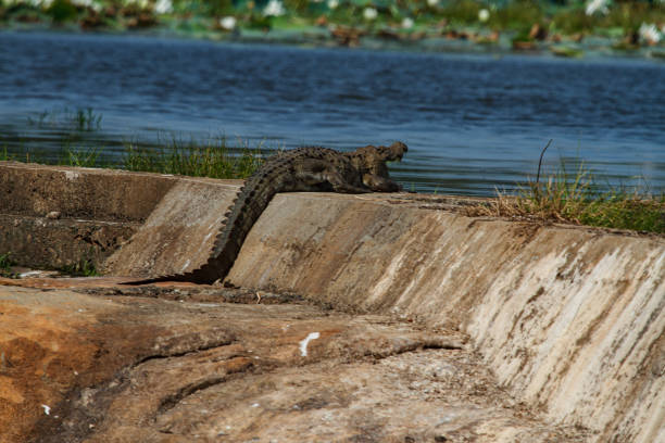 istock Yala National Park - Sri Lanka 1390459751