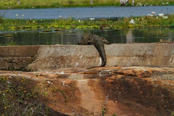 Yala National Park - Sri Lanka