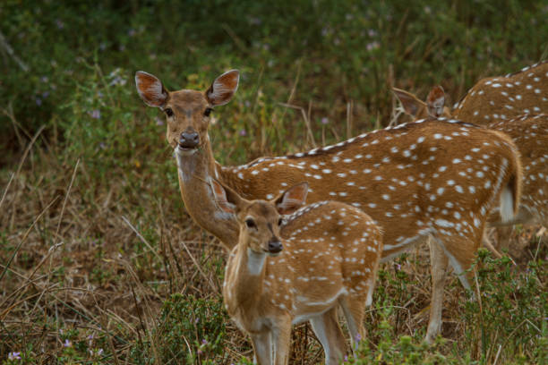 istock Yala National Park - Sri Lanka 1390460702