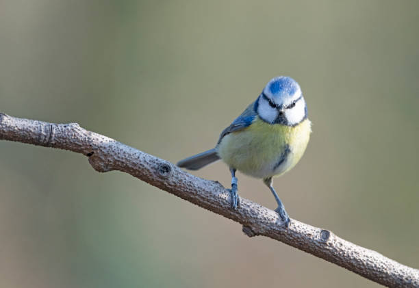 istock Blue tit in a tree at sunrise 1390460776