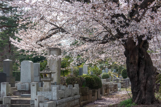 istock Japanese style grave garden with beautiful cherry blossoms 1390460950