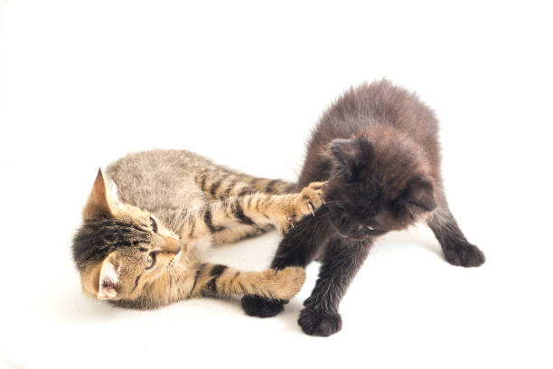 istock two domestic  brown gray cat and black cat  on a white background 1390460969