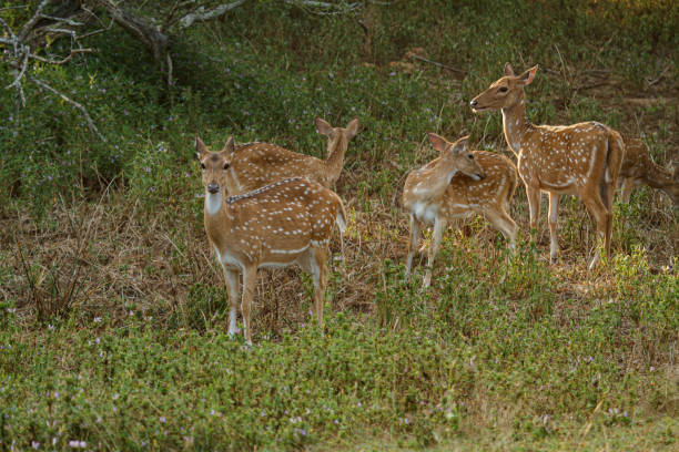 istock Yala National Park - Sri Lanka 1390460971
