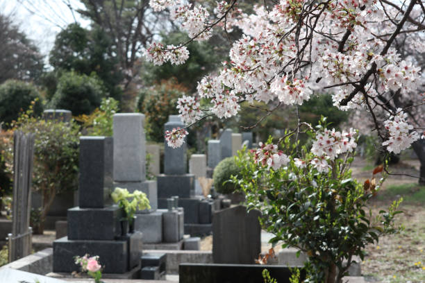 istock Japanese style grave garden with beautiful cherry blossoms 1390460981