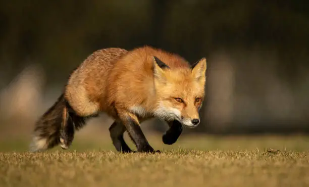 Male Red Fox Stalking Prey In The Wild