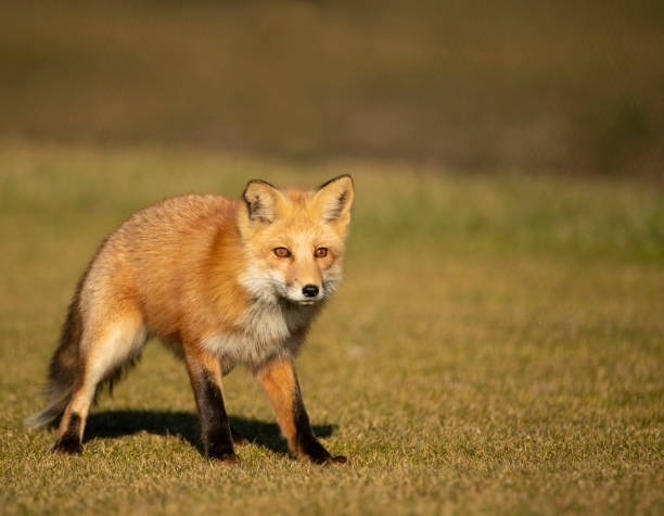 istock Male Red Fox Stalking Prey In The Wild 1390461640