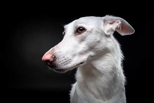 Portrait of a white dog, on an isolated black background. Shot in the studio, in a dark key.