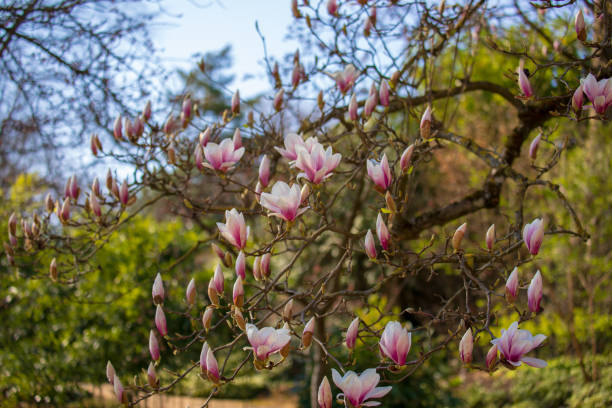 istock Magnolia flowers in the park in spring 1390461805