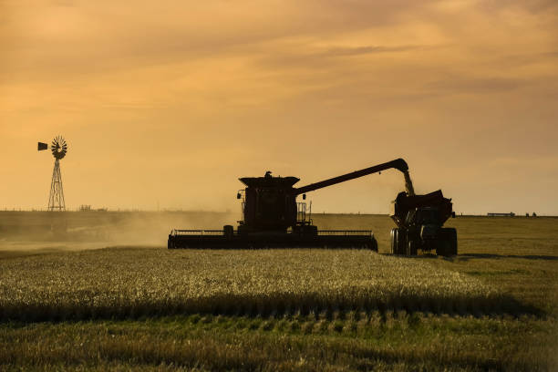 istock Harvester machine, harvesting in the Argentine countryside, 1390462113