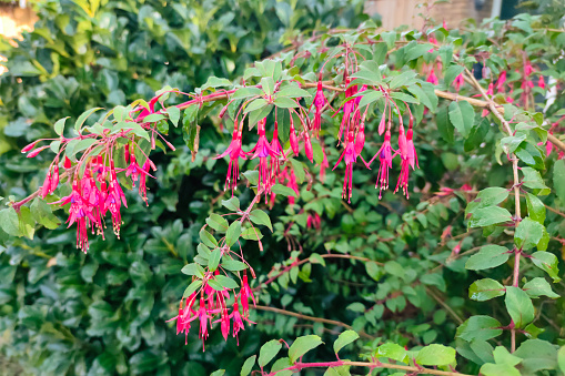 Beautiful hanging purple to red colored Fuchsia flowers in a garden.