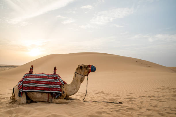 istock A camel at sunset in the desert 1390464362