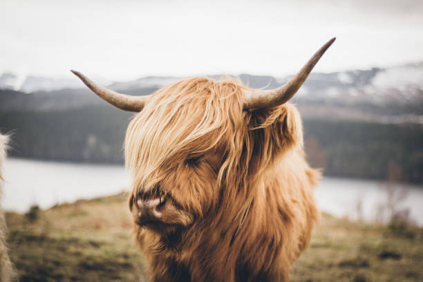 A beautiful, well-kept Scottish Highland cattle in a beautiful landscape in Scotland. Wonderful animal in portrait.