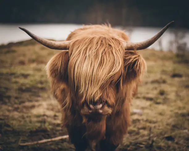 Photo of A beautiful, well-kept Scottish highland cattle in a beautiful landscape.