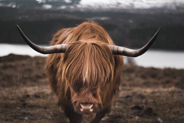 istock A beautiful, well-kept Scottish highland cattle in a beautiful landscape. 1390466767