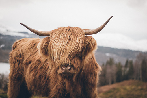 A beautiful, well-kept Scottish Highland cattle in a beautiful landscape in Scotland. Wonderful animal in portrait.