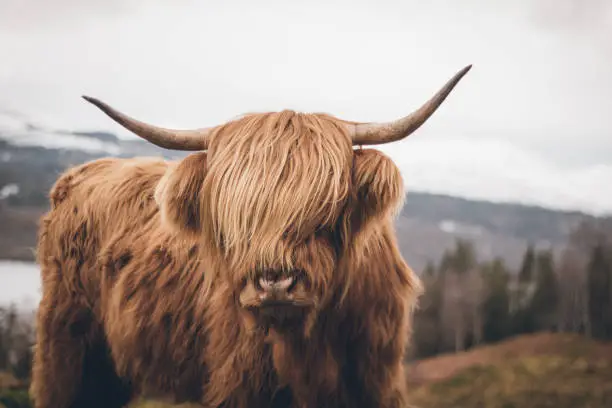 Photo of A beautiful, well-kept Scottish highland cattle in a beautiful landscape.