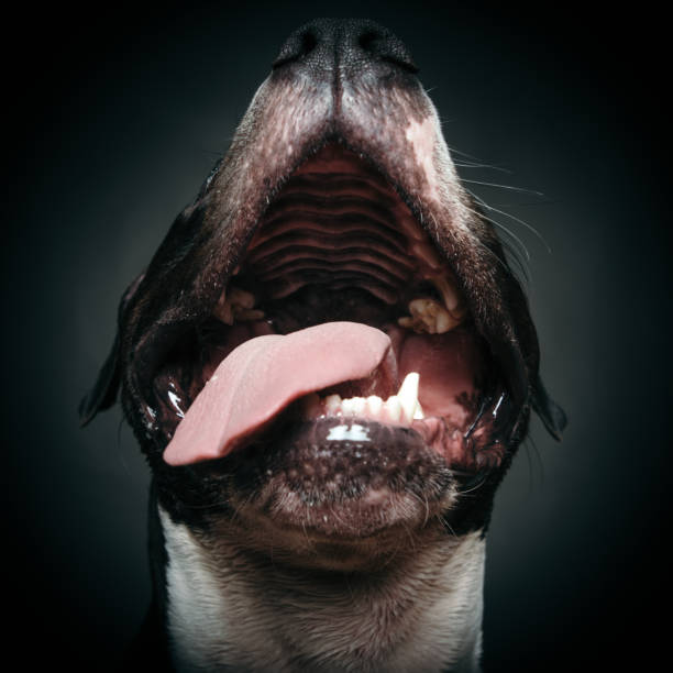 tartar teeth of old dog in studio