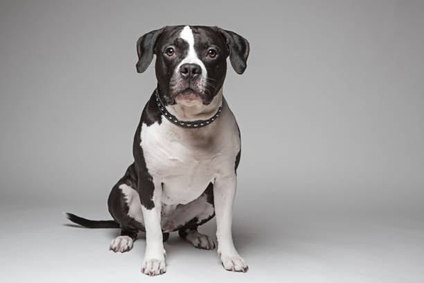 Studio Shot of Purebred Stafford