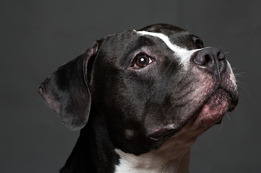 Portrait of a Pitbull dog on a white background he has a facial paralysis on a white background
