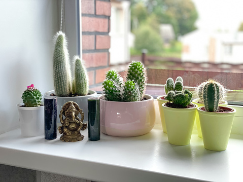 A cactus in a pot sits on the window sill inside the house, with the garden defocused beyond.
