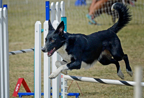 istock Border Collie Dog Jumping Over a Bar 1390472303