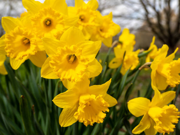 istock Blooming yellow daffodil in the park. 1390472784