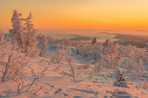 Winter landscape in November with snowy trees with colorful sky, Gällivare, Swedish Lapland, Sweden