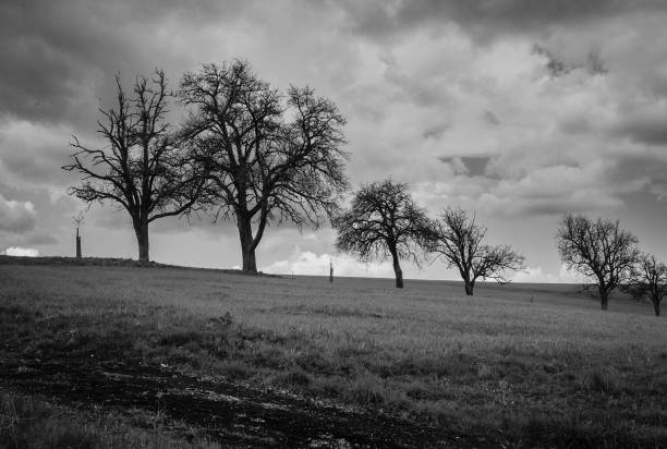 istock Fruit Trees in Early Spring in the Mostviertel of Lower Austria 1390474736