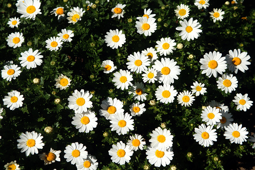 wild daisies backgrounds
