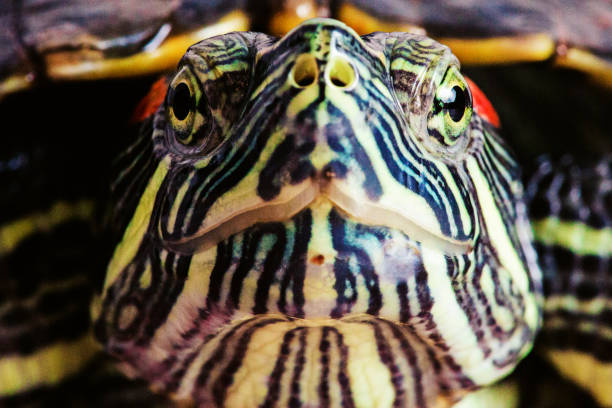 Red Eared Slider Turtle Studio Portrait Extreme Close-up stock photo