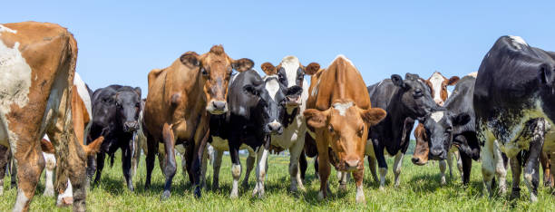 istock Pack cows, front row, a panoramic wide view, a pack black white and red, herd in a field 1390476517