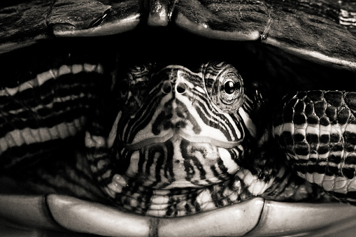 Trachemys Scripta Elegans Tortoise Studio Portrait