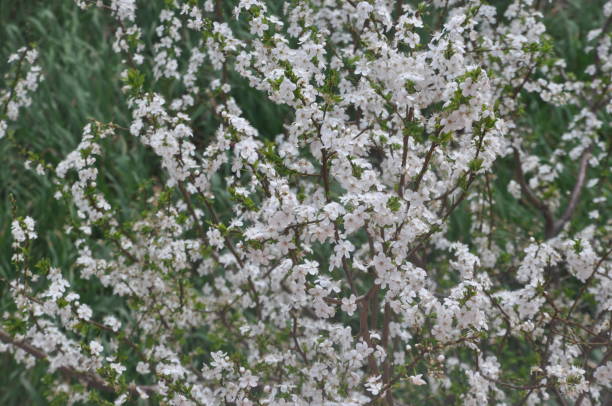 istock A view of flowers 1390477730