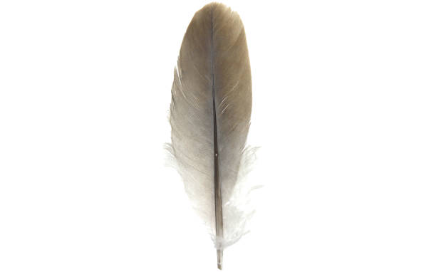 istock feather quill of dove gray with white background- 1390478642