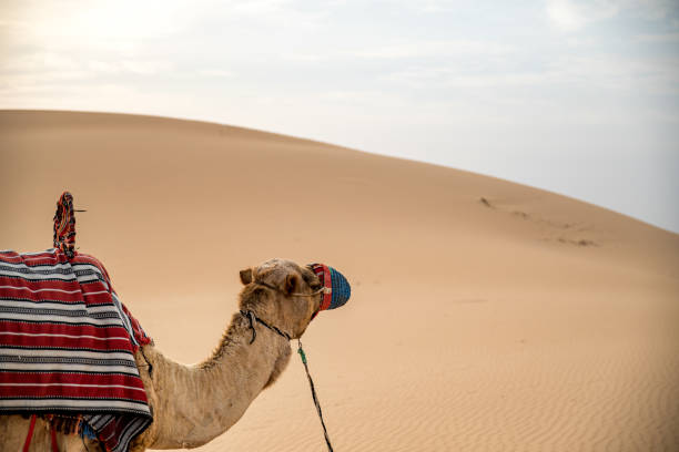 istock Camel looking to the sand 1390478835