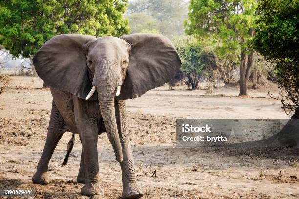 Closeup Of An African Elephant In Liwonde National Park Malawi Stock Photo - Download Image Now