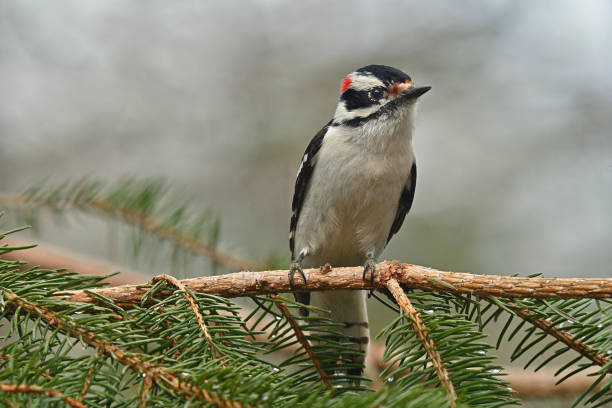 Male downy woodpecker on evergreen branch, front view, with copy space. He's in a white spruce, early spring, in the hills of northwest Connecticut.