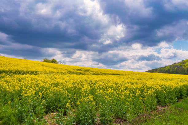 champ de colza sous les nuages de pluie - nature rain crop europe photos et images de collection